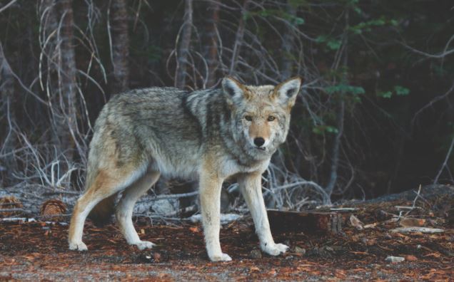 Wolf